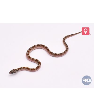 Pantherophis guttatus Caramel Bloodred Piedsided Femelle