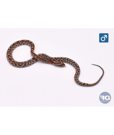 Pantherophis guttatus Tessera het Sunkissed Charcoal Cinder Mâle
