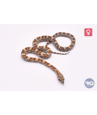 Pantherophis guttatus Honey Femelle
