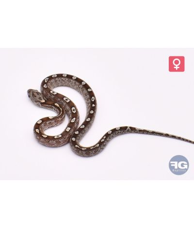 Pantherophis guttatus Kastanie Tessera Bloodred Femelle