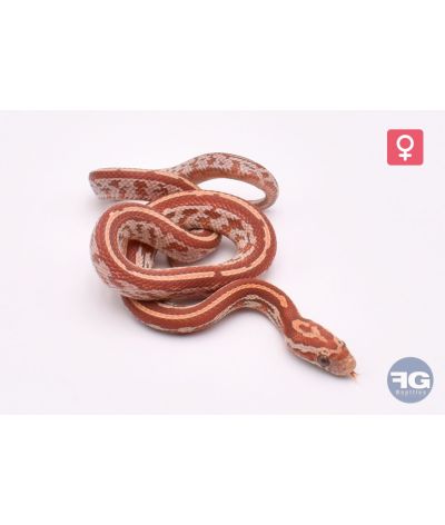 Pantherophis guttatus Hypo Tessera het Bloodred Femelle