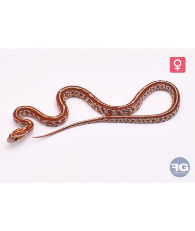 Pantherophis guttatus Hypo Tessera het Bloodred Femelle