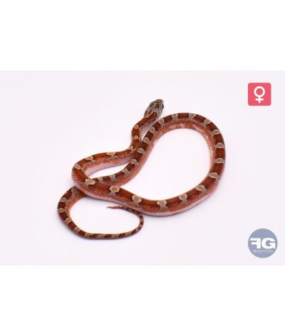 Pantherophis guttatus Bloodred Piedsided Femelle