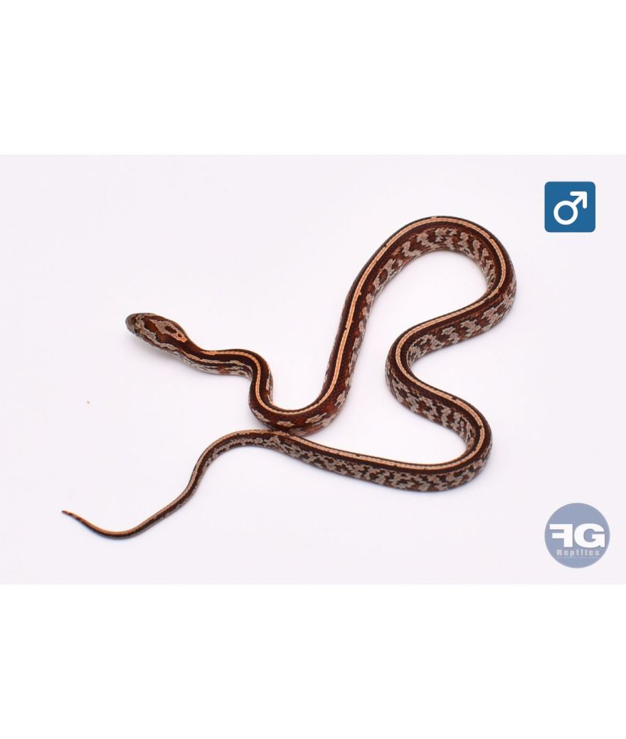 Pantherophis guttatus Tessera het Hypo Bloodred Mâle