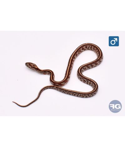 Pantherophis guttatus Tessera het Hypo Bloodred Mâle