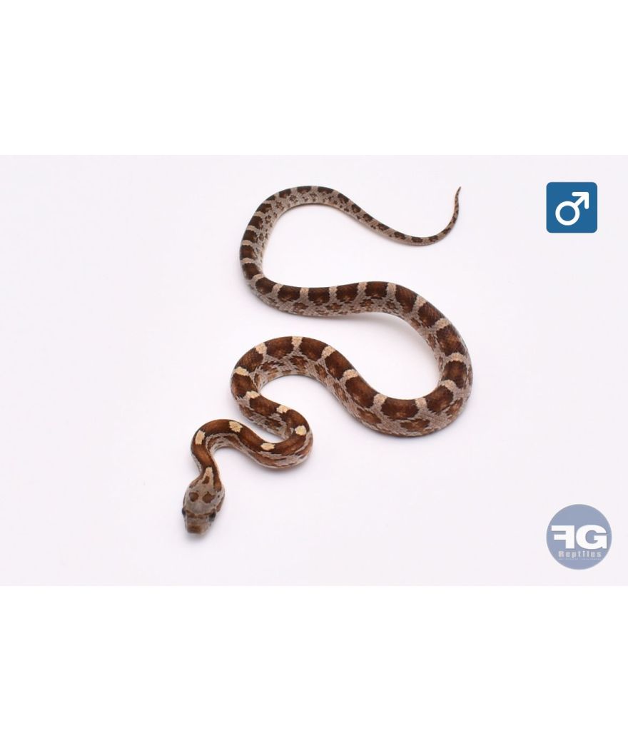Pantherophis guttatus Caramel Mâle