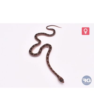Pantherophis guttatus Pewter Piedsided Femelle