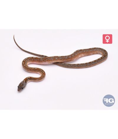 Pantherophis guttatus Caramel Tessera Piedsided Femelle