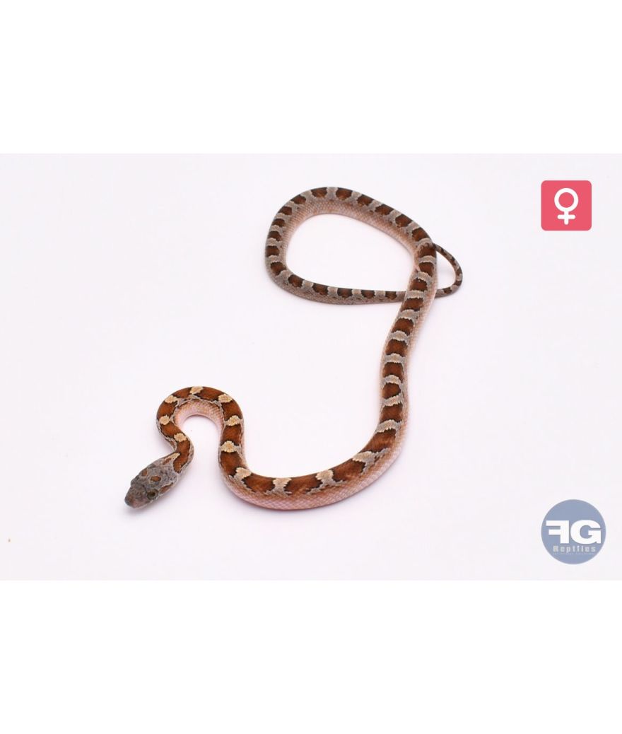 Pantherophis guttatus Caramel Piedsided Femelle