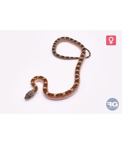 Pantherophis guttatus Caramel Piedsided Femelle