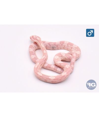 Pantherophis guttatus Xanthic Snow Mâle