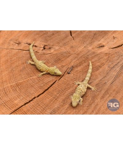 Eurydactylodes occidentalis - Couple