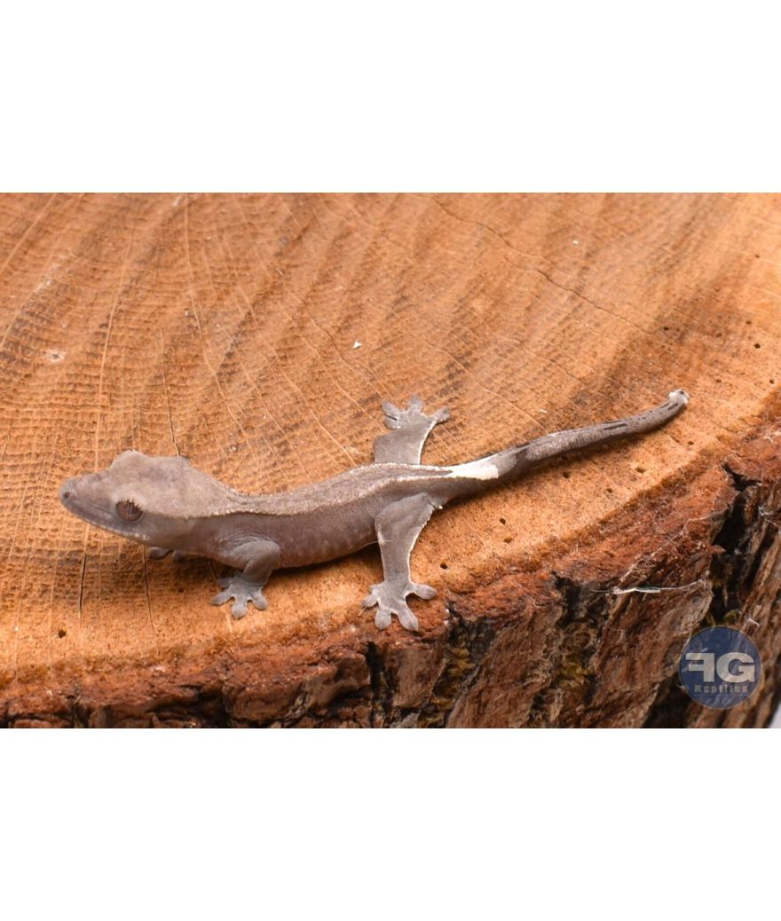 Correlophus ciliatus Axanthic Non sexé