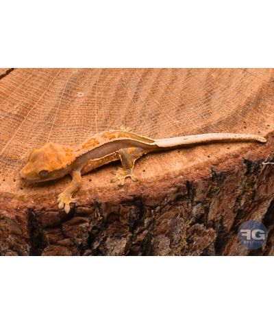Correlophus ciliatus Full Pinstripe Non sexé