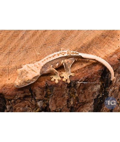 Correlophus ciliatus Harlequin Pinstripe Non sexé