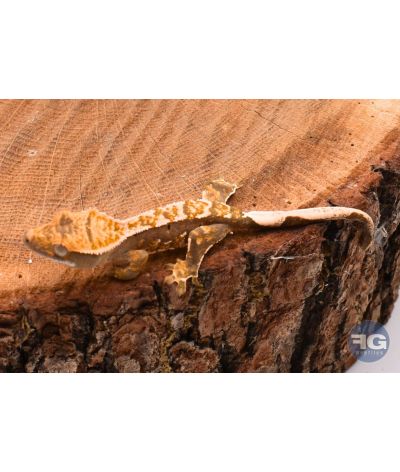 Correlophus ciliatus Extrême Harlequin Non sexé