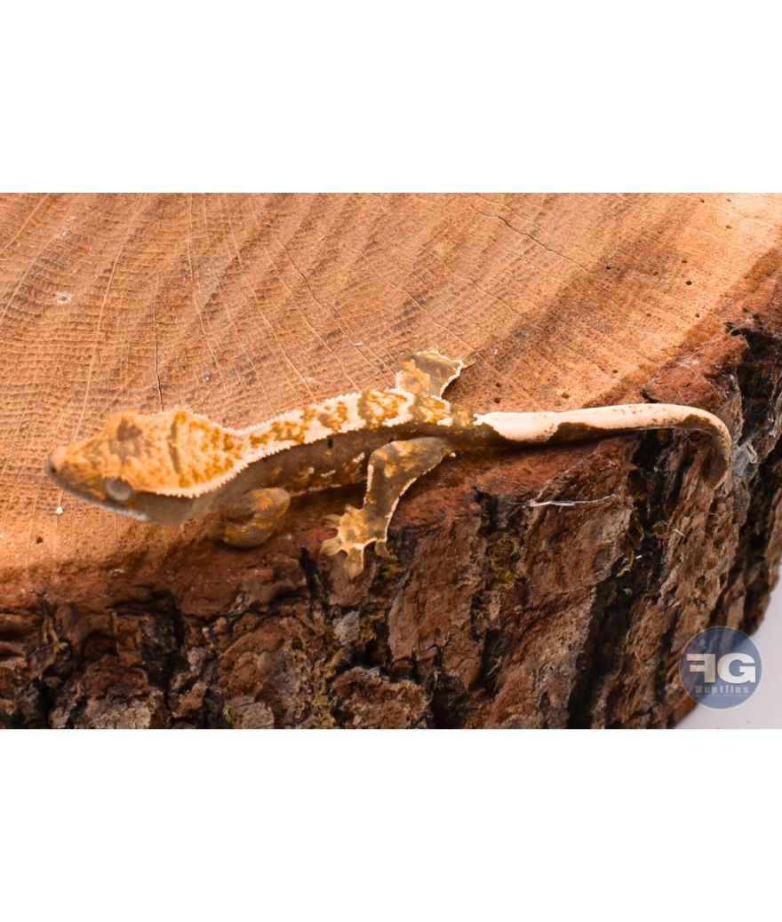 Correlophus ciliatus Extrême Harlequin Non sexé