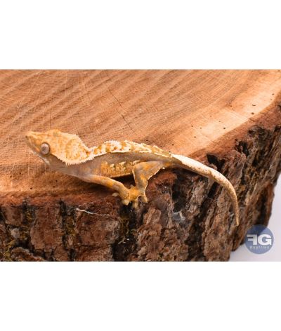Correlophus ciliatus Extrême Harlequin Non sexé