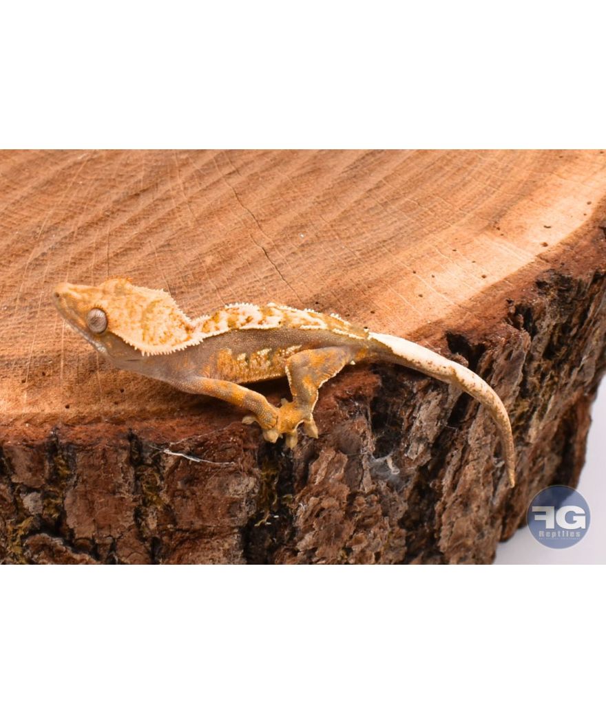 Correlophus ciliatus Extrême Harlequin Non sexé