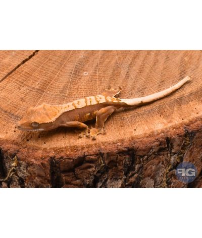 Correlophus ciliatus Red Harlequin Non sexé