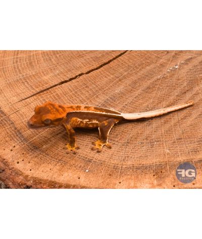 Correlophus ciliatus Full Pinstripe Non sexé