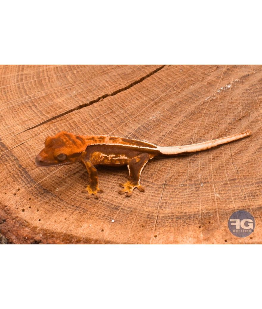 Correlophus ciliatus Full Pinstripe Non sexé