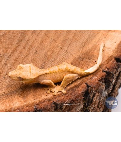 Correlophus ciliatus Yellow Tiger Non sexé