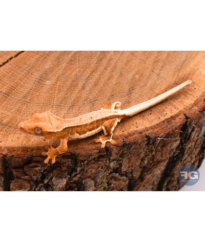 Correlophus ciliatus Full Pinstripe Lilly White Non sexé