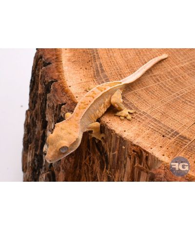 Correlophus ciliatus Harlequin Pinstripe Non sexé