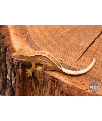 Correlophus ciliatus Full Pinstripe Non sexé