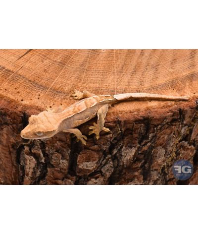 Correlophus ciliatus Pinstripe Non sexé