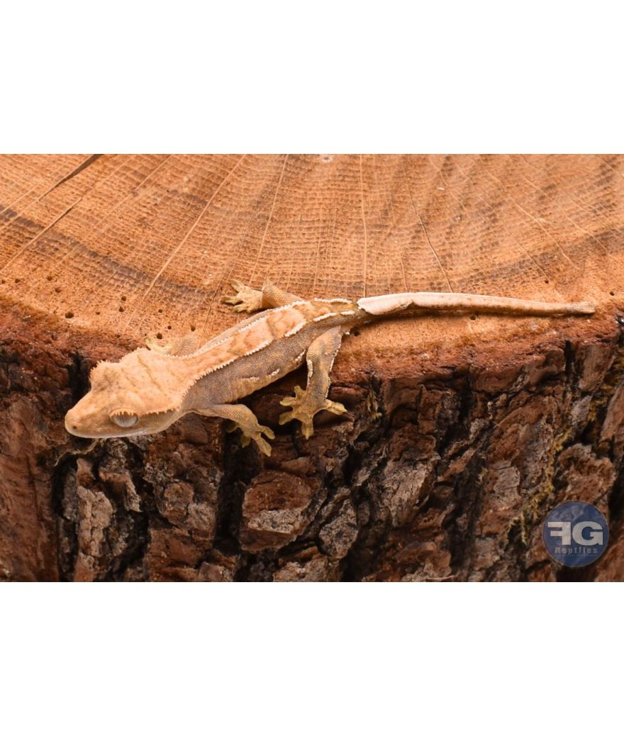Correlophus ciliatus Pinstripe Non sexé
