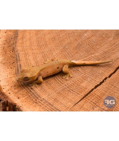 Correlophus ciliatus Red Dalmatien Non sexé