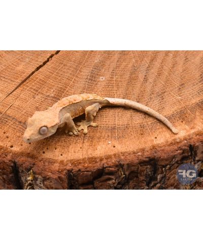 Correlophus ciliatus Harlequin Non sexé