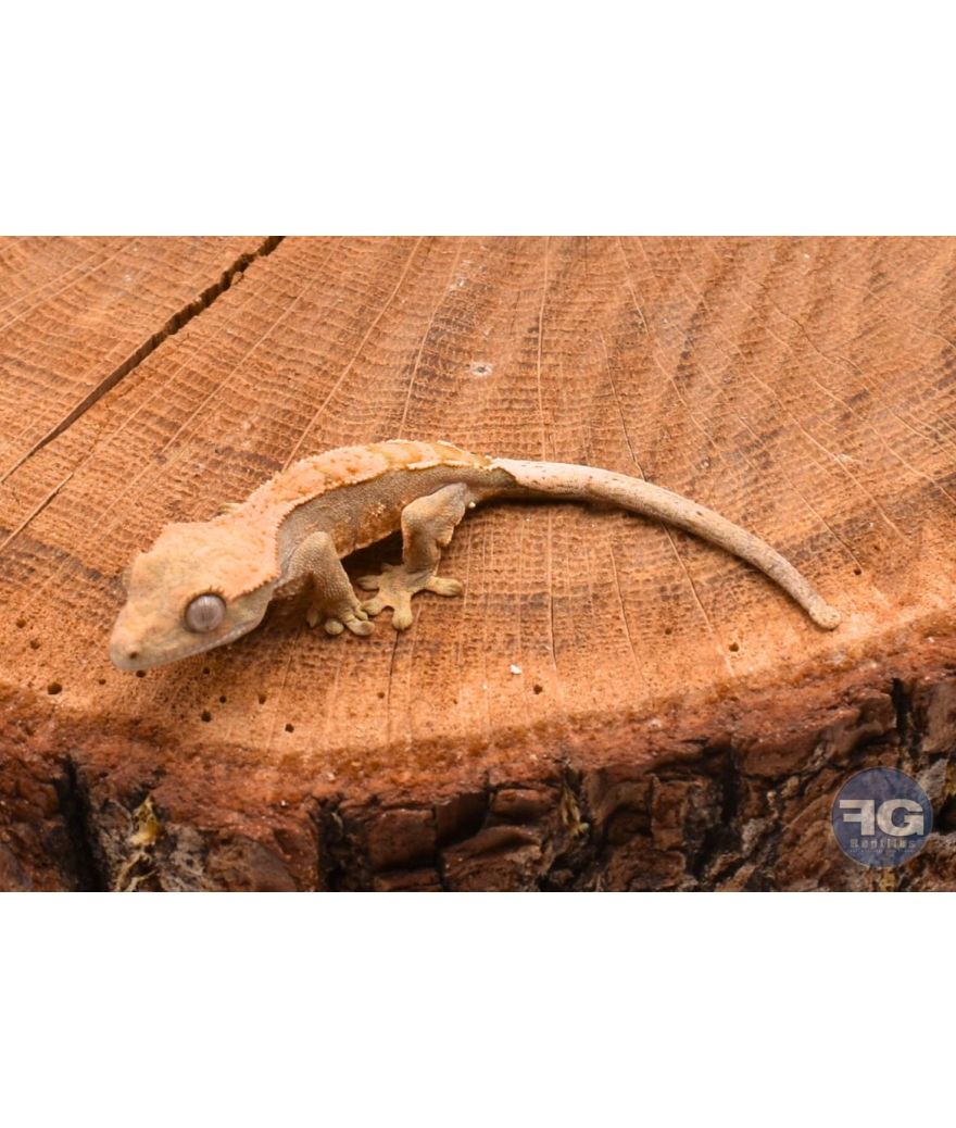 Correlophus ciliatus Harlequin Non sexé