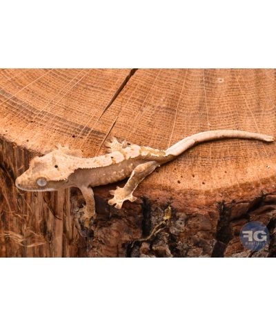 Correlophus ciliatus Harlequin Dalmatien Non sexé