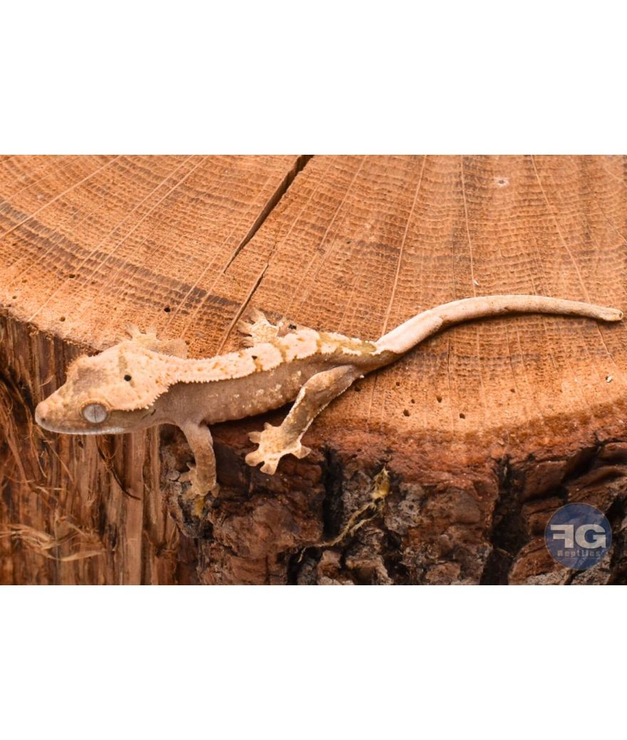Correlophus ciliatus Harlequin Dalmatien Non sexé
