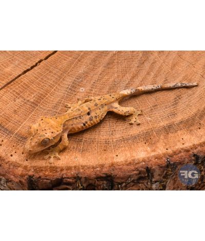 Correlophus ciliatus Yellow Super Dalmatien Non sexé