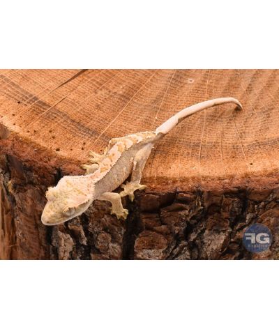 Correlophus ciliatus Cream Harlequin Non sexé