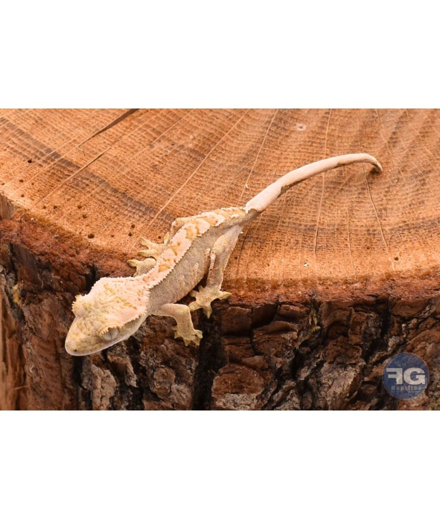 Correlophus ciliatus Cream Harlequin Non sexé
