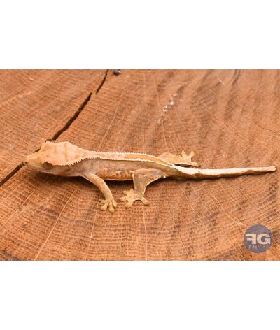 Correlophus ciliatus Full Pinstripe Non sexé