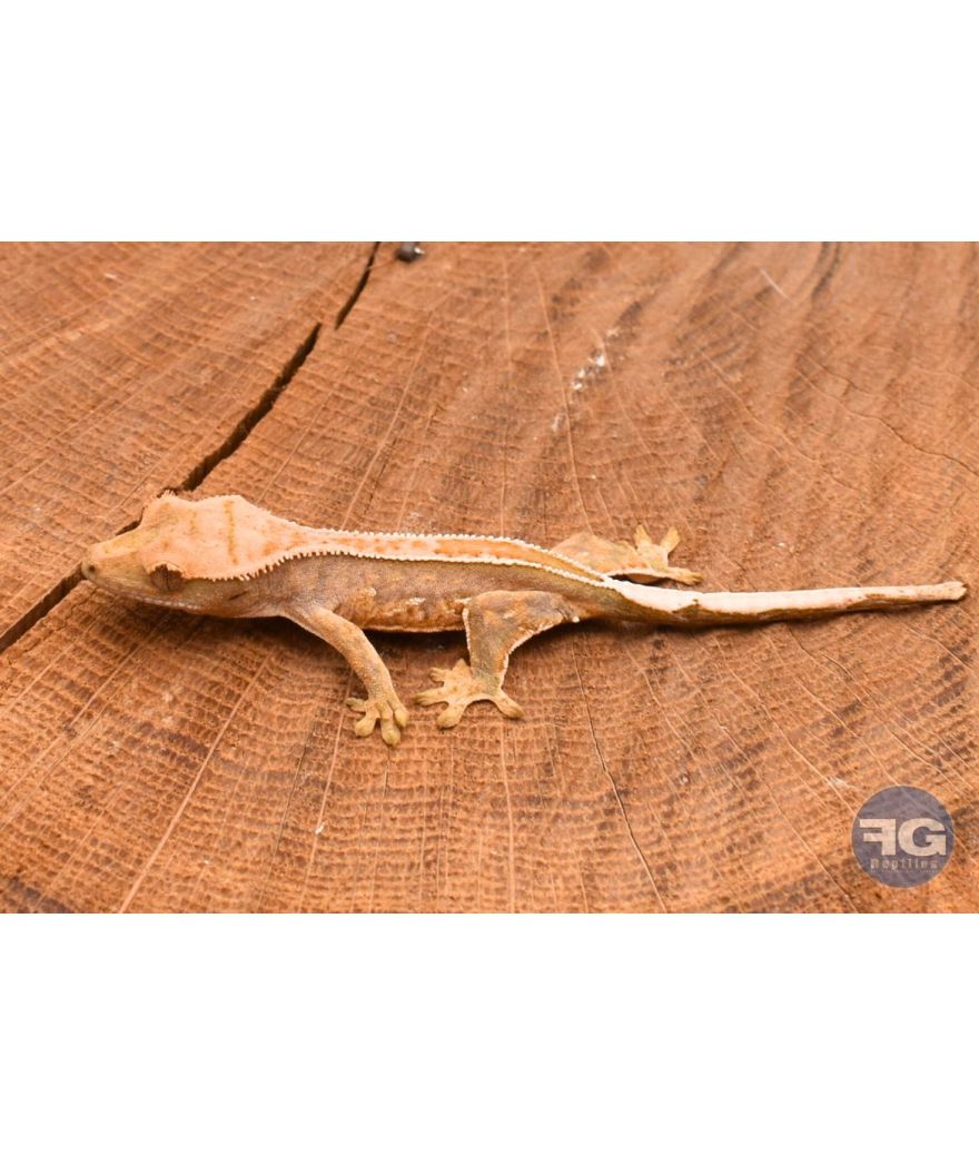 Correlophus ciliatus Full Pinstripe Non sexé