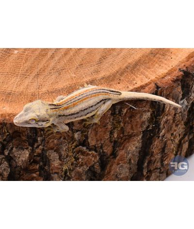 Rhacodactylus auriculatus Orange Stripe Non sexé
