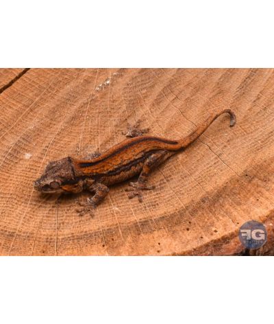 Rhacodactylus auriculatus Red Stripe Non sexé