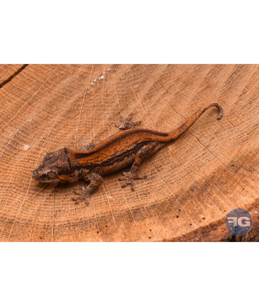 Rhacodactylus auriculatus Red Stripe Non sexé