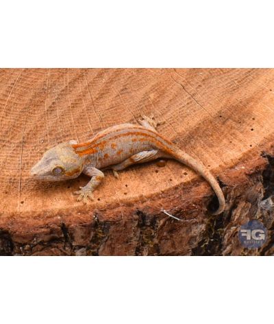Rhacodactylus auriculatus Orange Stripe Non sexé