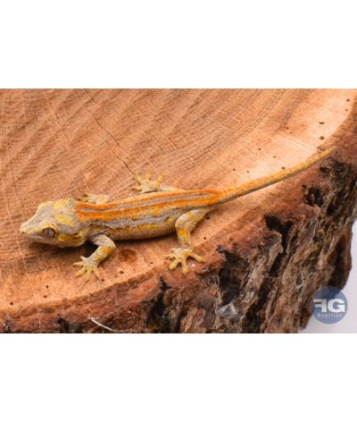 Rhacodactylus auriculatus Orange Stripe Non sexé
