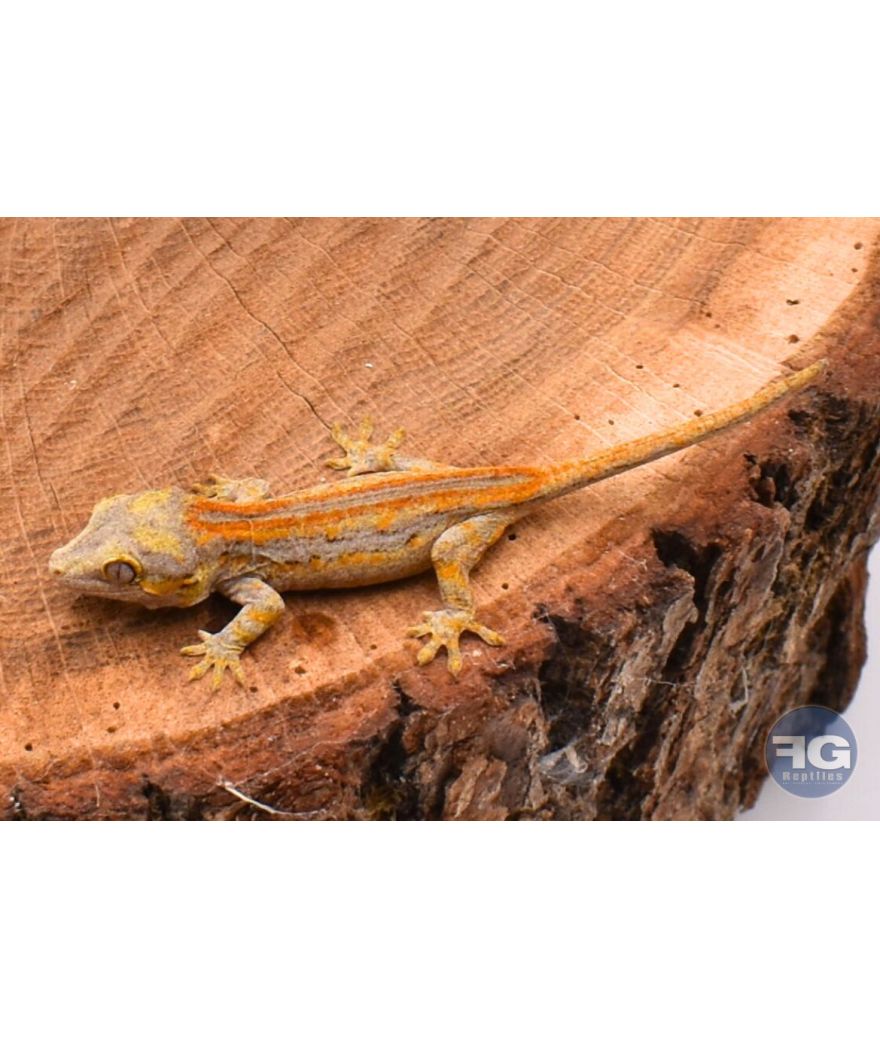 Rhacodactylus auriculatus Orange Stripe Non sexé