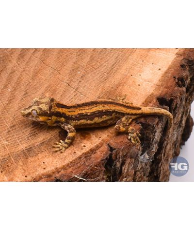 Rhacodactylus auriculatus Orange Stripe Non sexé