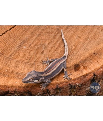 Rhacodactylus auriculatus Red Stripe Non sexé